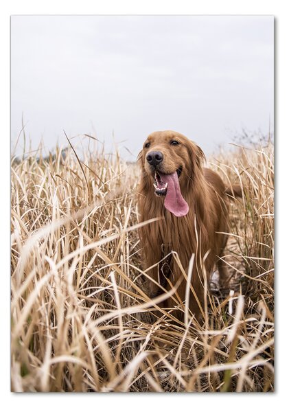 Üvegkép Golden retriever