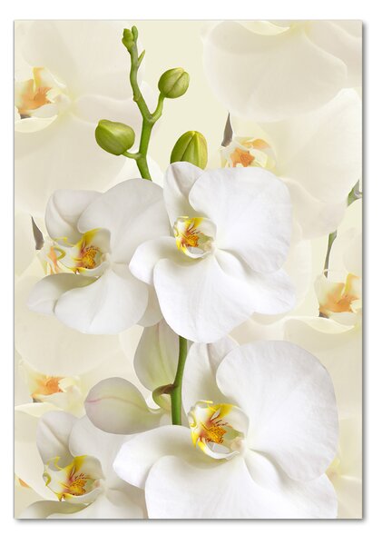 Egyedi üvegkép Fehér orchidea