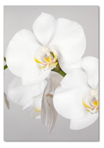 Egyedi üvegkép Fehér orchidea