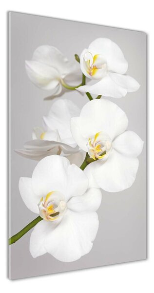 Egyedi üvegkép Fehér orchidea