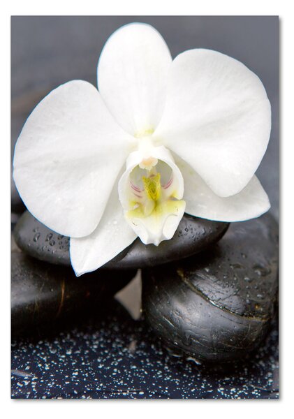 Egyedi üvegkép Orchidea és kövek