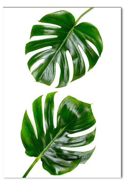 Egyedi üvegkép Monstera