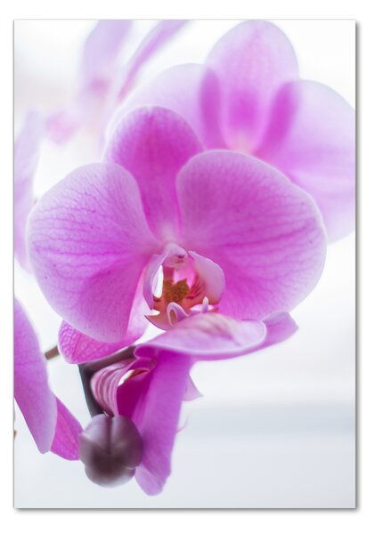 Egyedi üvegkép Rózsaszín orchidea