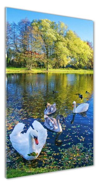 Üvegkép Swans a tó