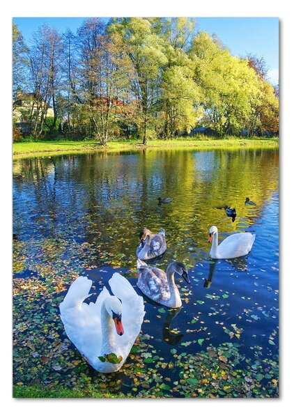 Üvegkép Swans a tó