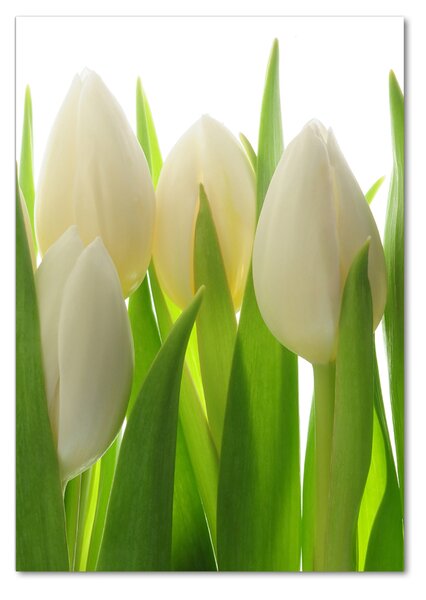Egyedi üvegkép Fehér tulipán