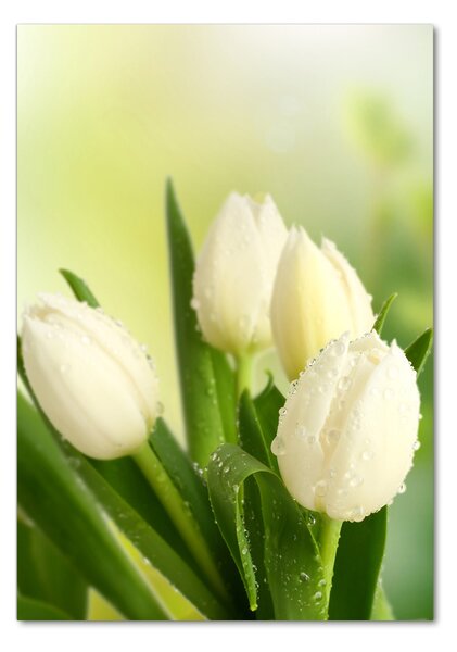 Egyedi üvegkép Fehér tulipán