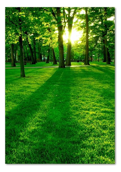 Üvegfotó A nap a parkban