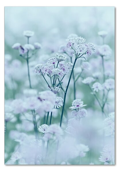 Egyedi üvegkép Astrantia