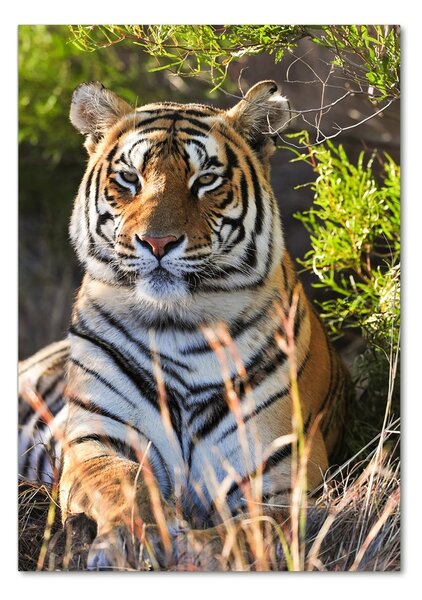 Üvegkép Tigris
