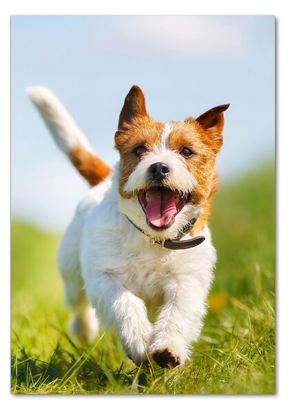 Üvegkép Jack russell kutya