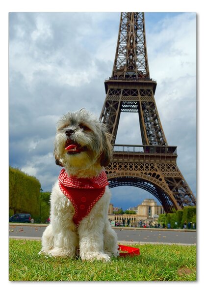 Üvegkép Dog in paris