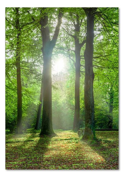Üvegfotó Sun az erdőben