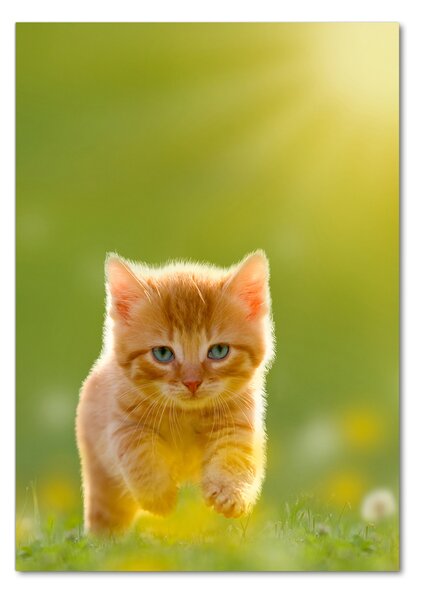 Üvegkép Red cat