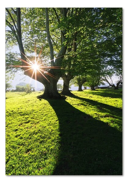 Üvegfotó Park