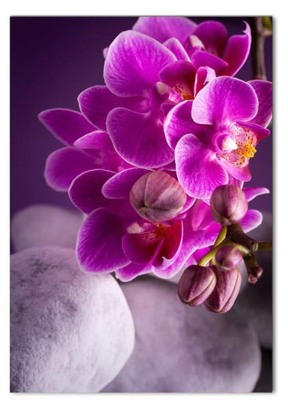 Egyedi üvegkép Rózsaszín orchidea