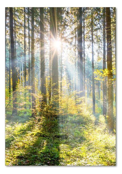 Üvegkép nyomtatás Sun az erdőben