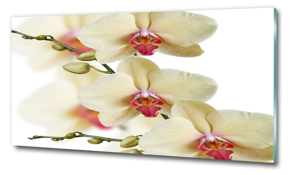 Egyedi üvegkép Orchidea