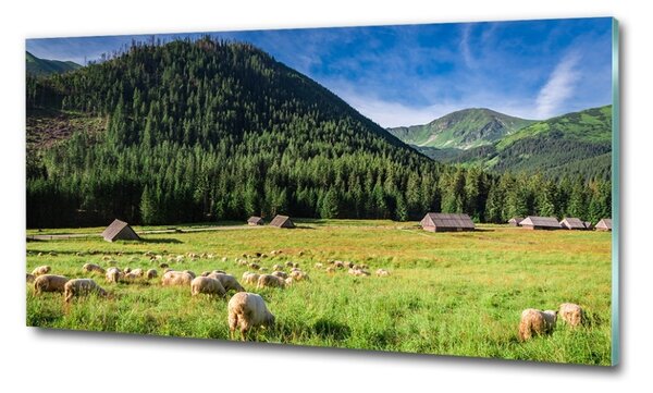 Üvegfotó Sheep a tátrában