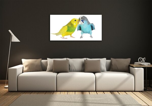 Üvegkép Budgies