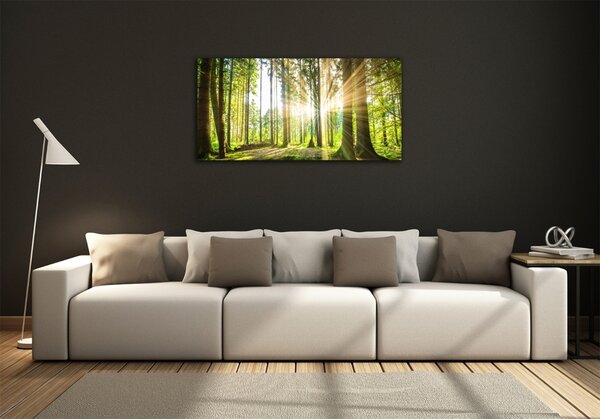 Üvegfotó Forest a nap