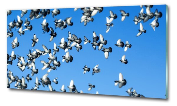 Üvegkép Flock a galambok