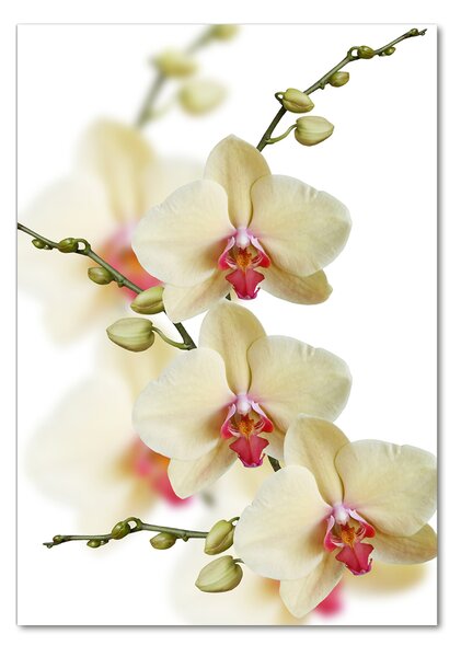 Egyedi üvegkép Orchidea