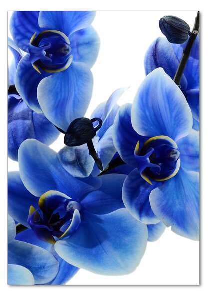 Akrilkép Kék orchidea