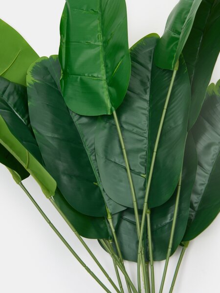 Sinsay - Dísznövény – strelitzia - zöld