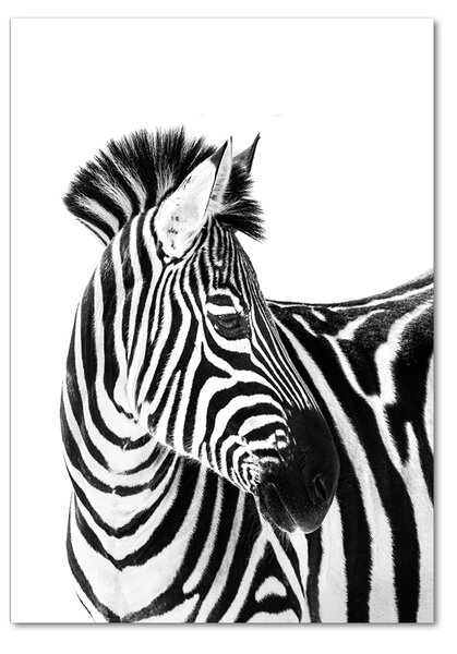 Üvegkép Zebra hó
