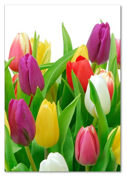 Akrilkép Színes tulipán
