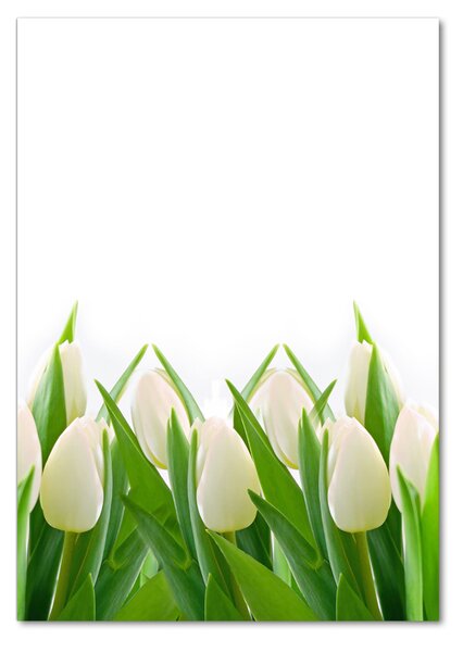 Egyedi üvegkép Fehér tulipán