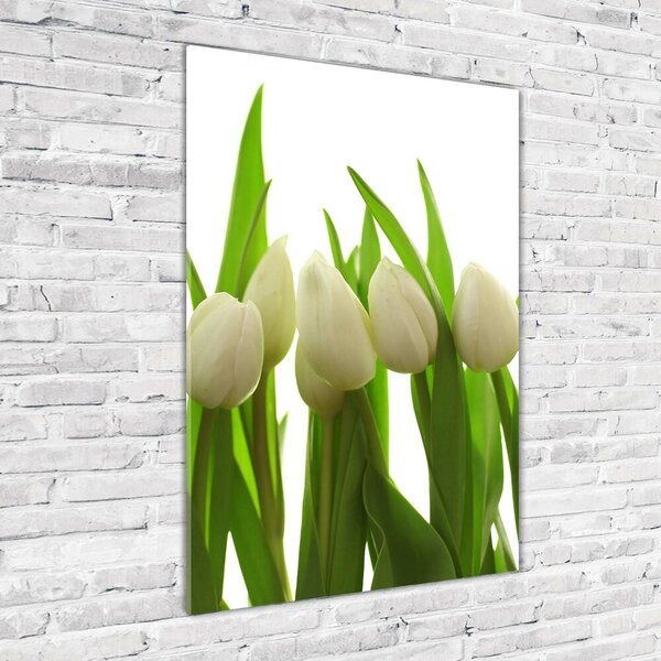 Akrilkép Fehér tulipán