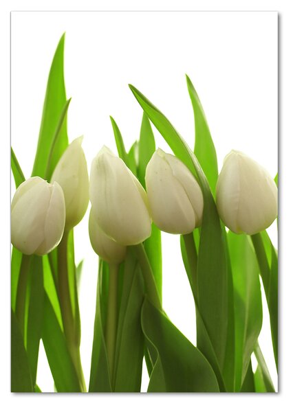 Akrilkép Fehér tulipán