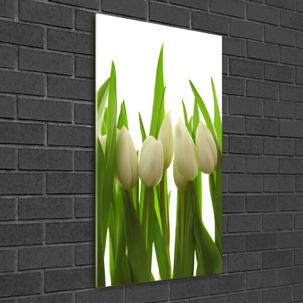Akrilkép Fehér tulipán