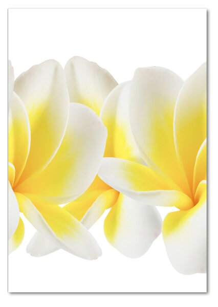Egyedi üvegkép Plumeria