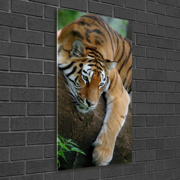 Üvegkép Tiger a fán