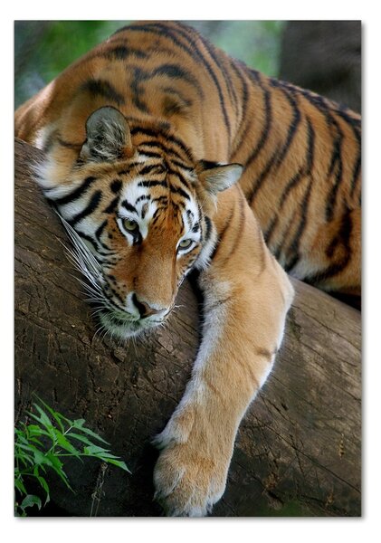 Üvegkép Tiger a fán