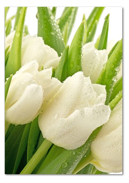 Akrilkép Fehér tulipán