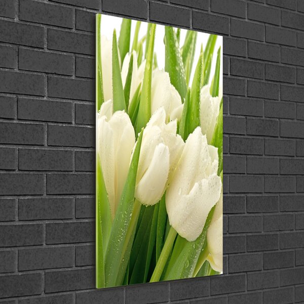 Akrilkép Fehér tulipán