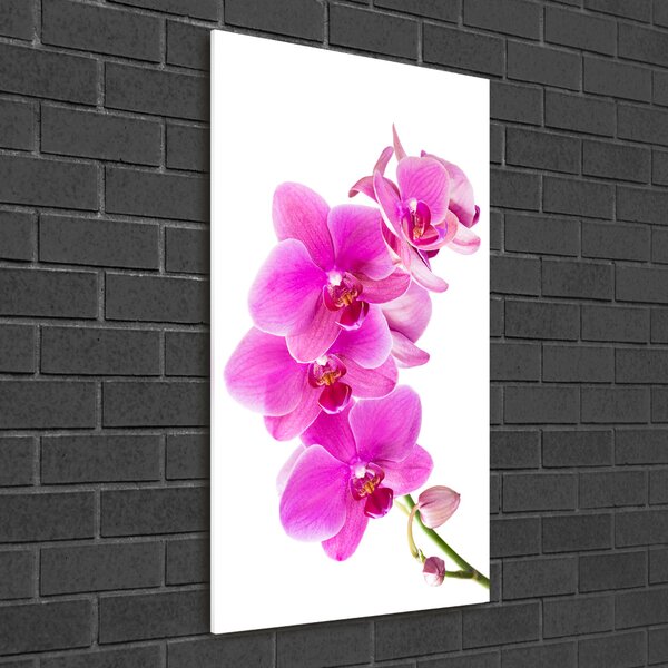 Akrilkép Rózsaszín orchidea