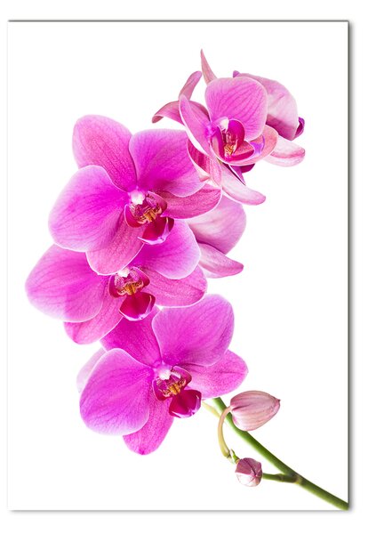 Akrilkép Rózsaszín orchidea