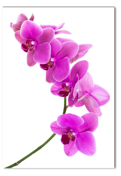 Egyedi üvegkép Rózsaszín orchidea