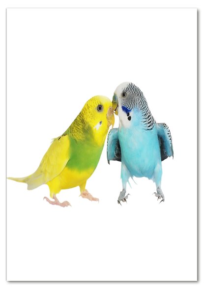 Üvegkép Budgies