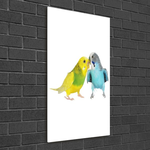 Üvegkép Budgies