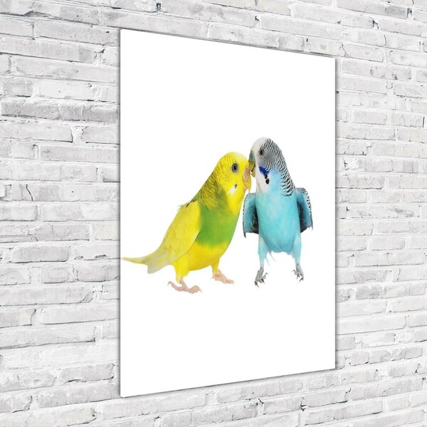 Üvegkép Budgies