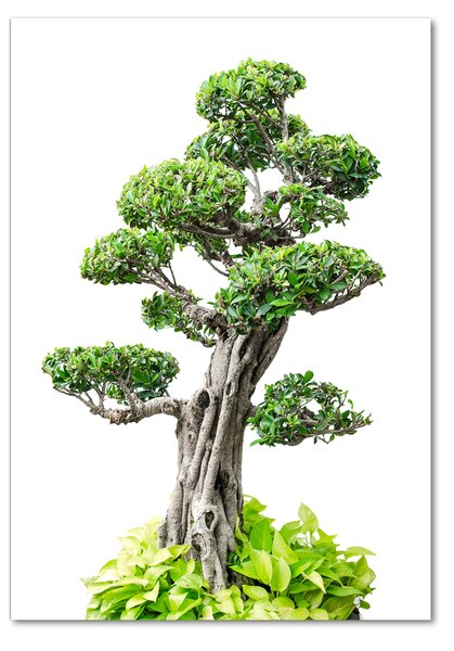 Egyedi üvegkép Bonsai fa