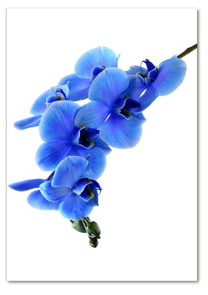 Akrilkép Kék orchidea