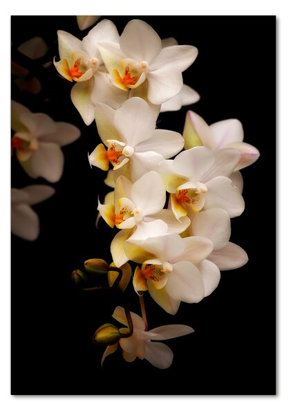 Egyedi üvegkép Orchidea