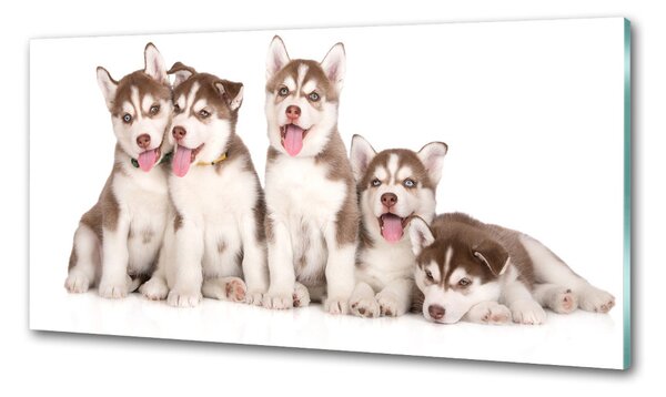 Konyhai fali panel Husky kiskutyák